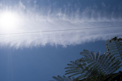 Low angle view of trees against blue sky