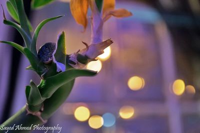 Close-up of plant against blurred background