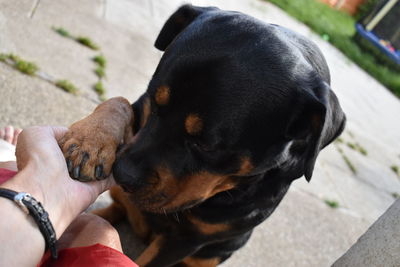 High angle view of person with dog