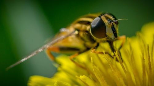 Close-up of insect on flower