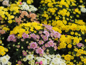 High angle view of yellow flowering plants