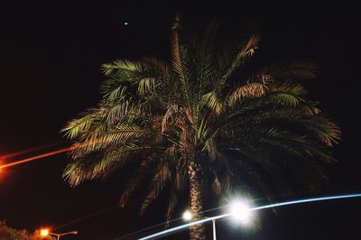 Low angle view of palm trees against sky at night