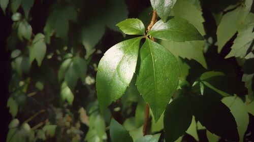 Close-up of fruit growing on tree