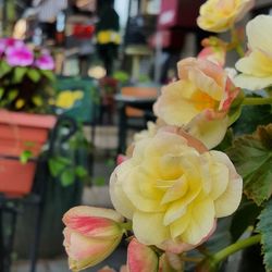 Close-up of pink rose