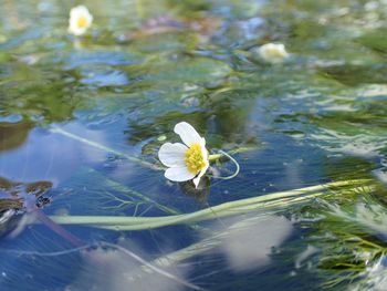 Close-up of water lily in lake