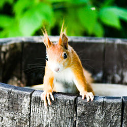 Close-up of squirrel on wood