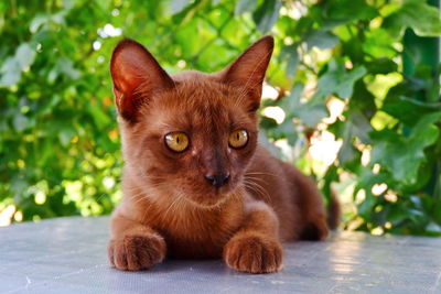 Portrait of black cat on plant