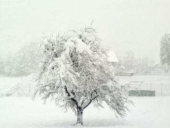 Bare trees on snow covered field