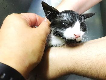 Midsection of person hand with cat