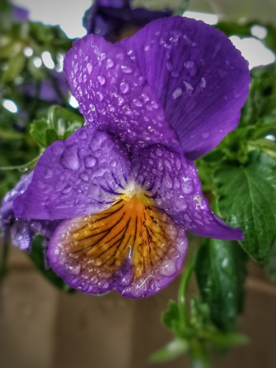 CLOSE-UP OF WET PURPLE FLOWER IN RAIN