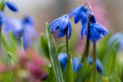 Close-up of purple flowering plants