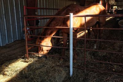 Horse grazing in stable