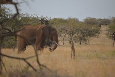 Side view of elephant on field in forest