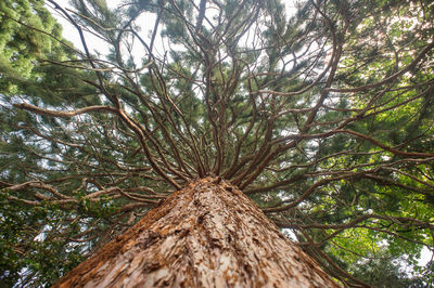 Low angle view of trees in forest