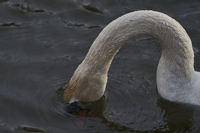 View of swan swimming in lake