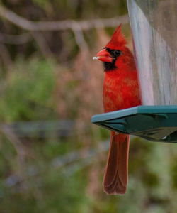 Close-up of bird perching on a feeder