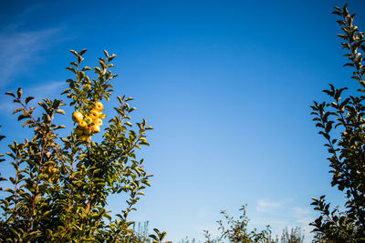 Low angle view of tree against clear blue sky