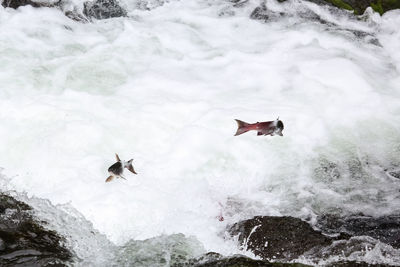 Salmons jumping upstream for spawning, russian river falls