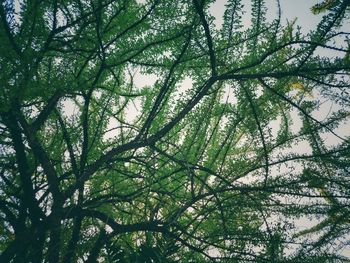 Low angle view of tree in forest