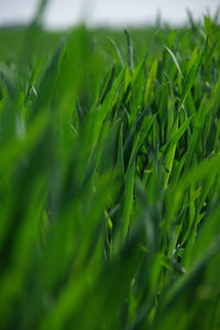 Close-up of fresh green grass in field