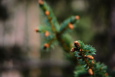 Close-up of flower growing on tree