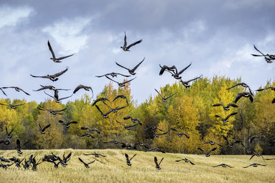 Flock of birds flying over field against autumn trees