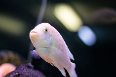 Close-up of fish in aquarium