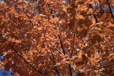 Close-up of maple leaves on tree