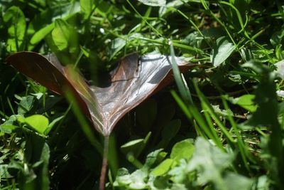 Close-up of wet leaves on grass