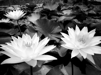High angle view of water lily