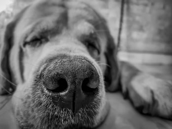 Close-up portrait of a dog