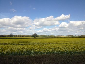 Scenic view of field against sky