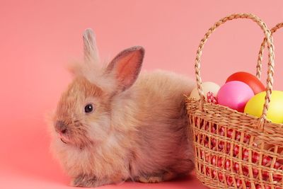 Close-up of a rabbit in basket