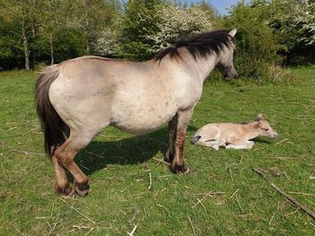 Horse in a field