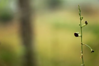 Close-up of lizard on plant