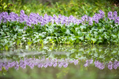 Close-up of purple flowering plants on field