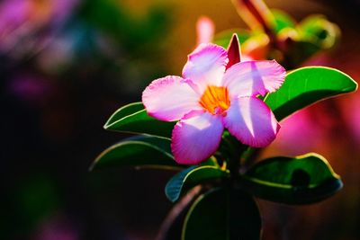 Close-up of pink flowers blooming outdoors