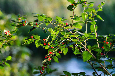 Close-up of berries on plant