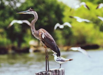 Side view of heron and seagull perching on wooden posts in lake