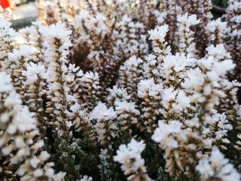 Close-up of snow on plant