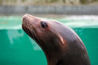 High angle view of sea lion