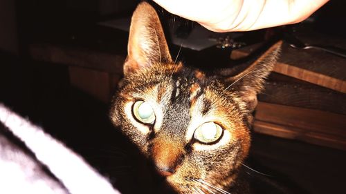 Close-up portrait of cat at home