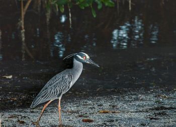 Close-up of birds in water