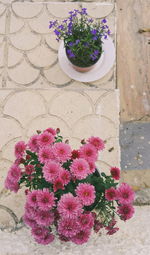 Close-up of pink flowers