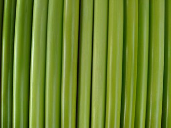 Full frame shot of palm leaf