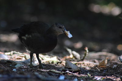 Close-up of bird