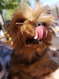 Close-up of a dog