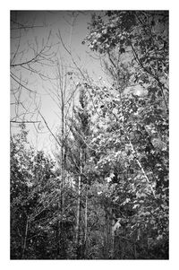 Close-up of bird flying against sky