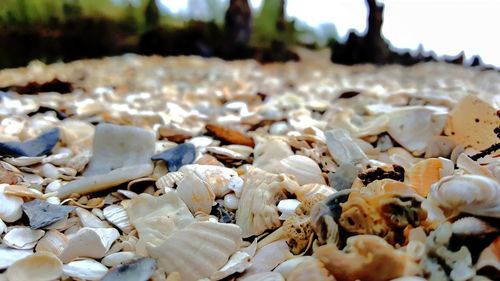 Close-up of seashells