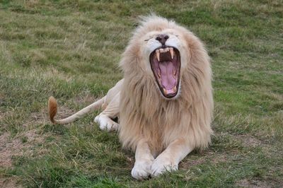 Close-up of lion lying on grass